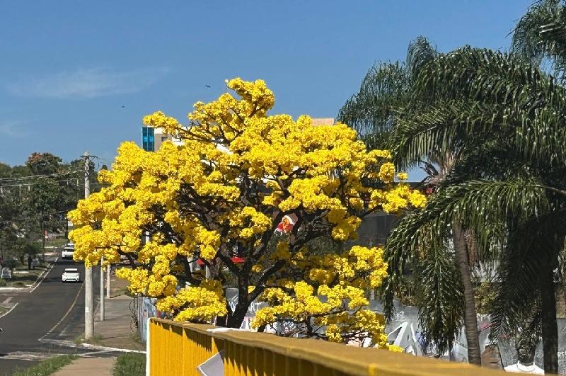 Ipês-amarelos já transformam a paisagem de Franca e deixam a cidade mais colorida